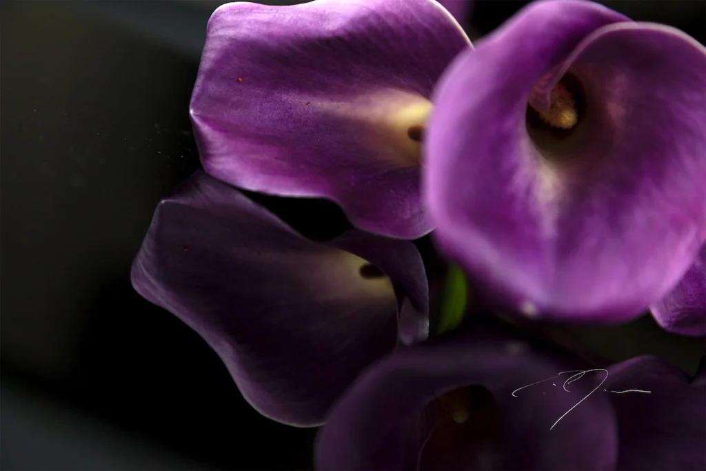 A vibrant purple flower reflected in a mirror, showcasing its delicate petals and rich color.